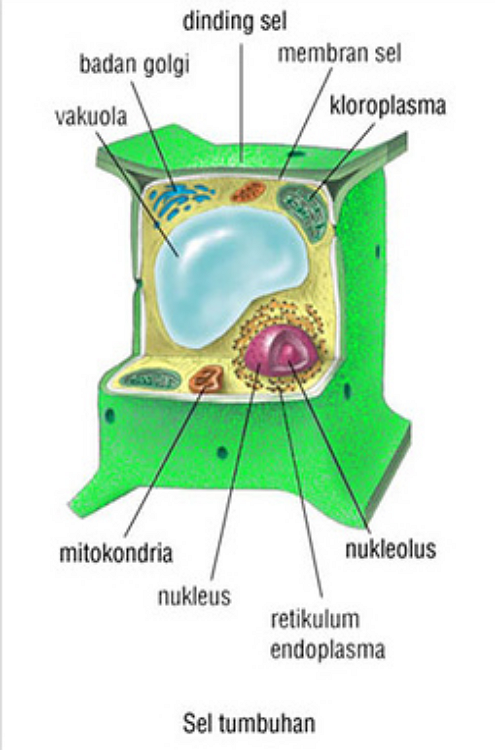 Gambar sel  tumbuhan 